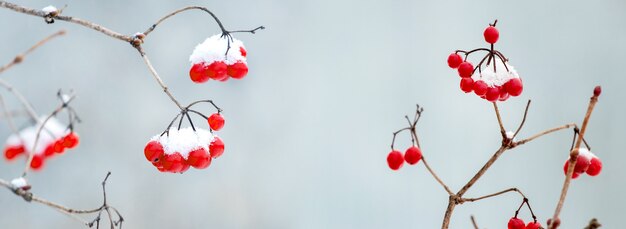 Racimos de viburnum cubiertos de nieve sobre un fondo azul claro