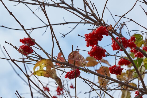 Racimos de viburnum maduros y ligeramente marchitos en el jardín