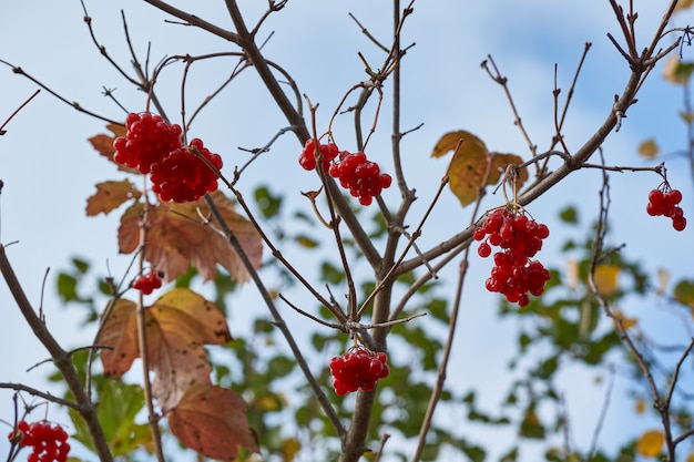 Racimos de viburnum maduros y ligeramente marchitos en el jardín