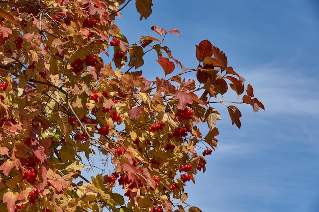 Racimos de viburnum maduros y ligeramente marchitos en los últimos días de otoño en el jardín