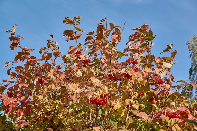 Racimos de viburnum maduros y ligeramente marchitos en los últimos días de otoño en el jardín