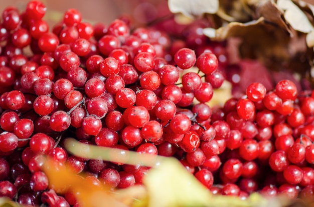 Racimos de viburnum