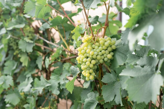 Racimos de vides colgando de las ramas en el jardín