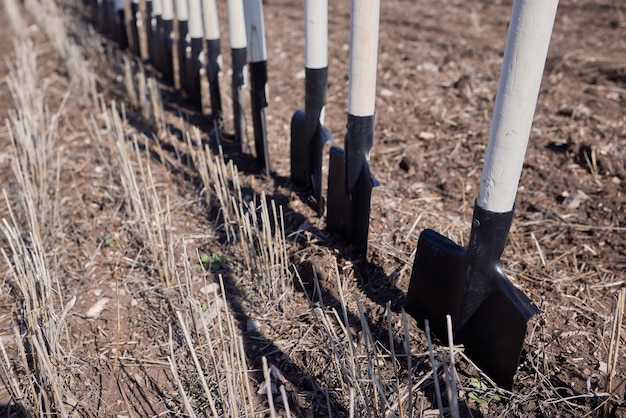 Rack com pás perto de um campo árido antes do plantio de árvores