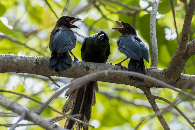 Foto rackettailed treepie