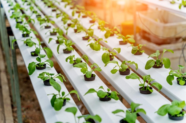 Racks com jovens microgreens em vasos em fazendas hidropônicas