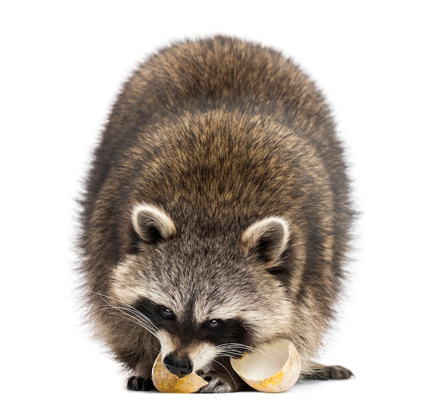 Racoon Procyon Iotor de pie comiendo un huevo aislado en whi