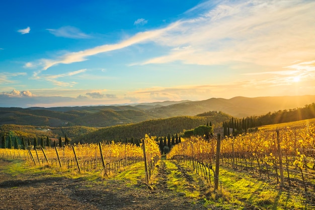 Radda em vinha de Chianti e panorama no pôr-do-sol Toscana Itália