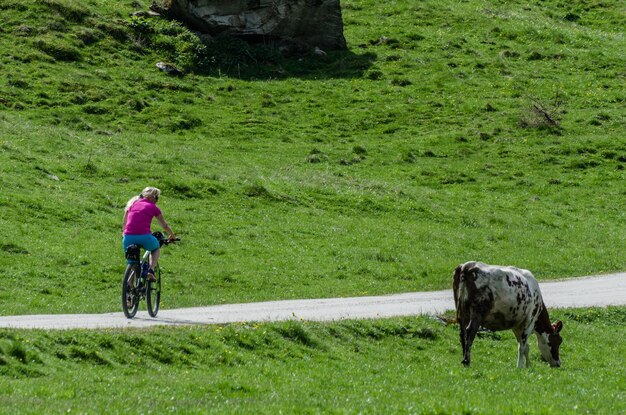 Radfahrer und eine Kuh