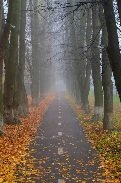 Radweg im nebligen Herbstwald