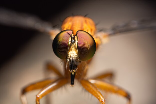 Räuber fliegen Makro