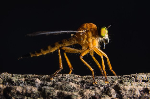 Räuber fliegen Makro