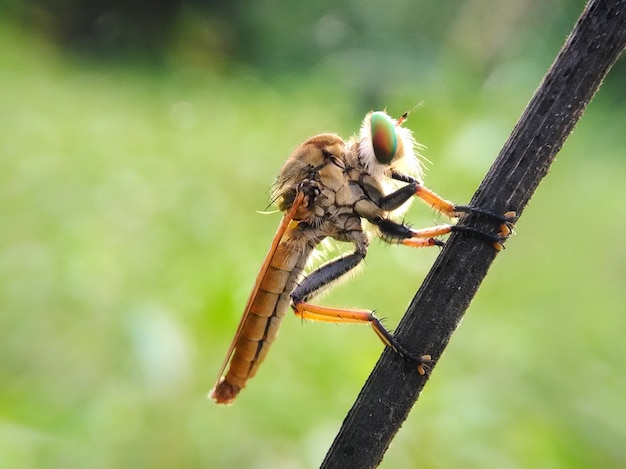 Räuber fliegen