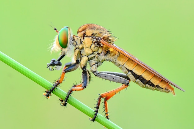 Räuberfliege auf grünem Hintergrund