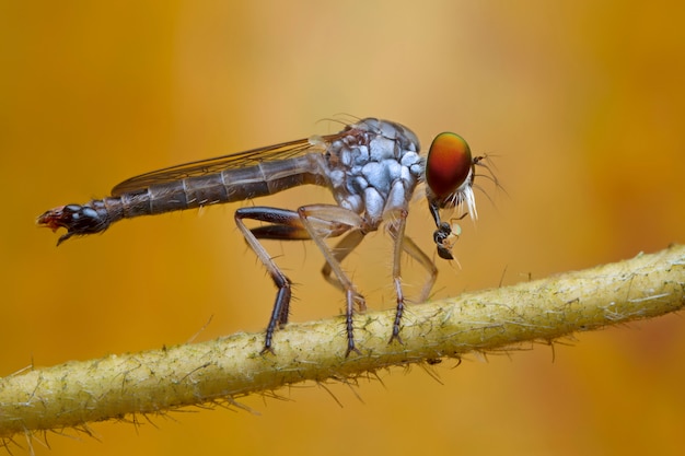 Räuberfliege und Opfer in der Natur