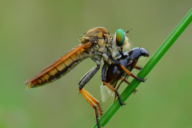 Räuberfliege