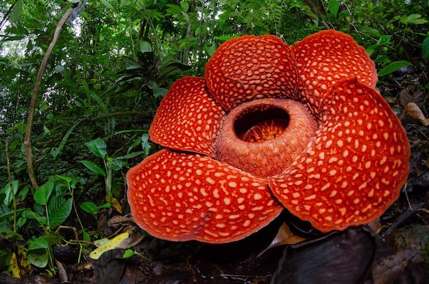 Rafflesia Arnoldii em close-up e detalhes