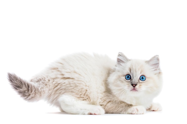 Ragdoll gato pequeno gatinho engraçado brincando isolado em fundo branco animal de estimação com pedigree