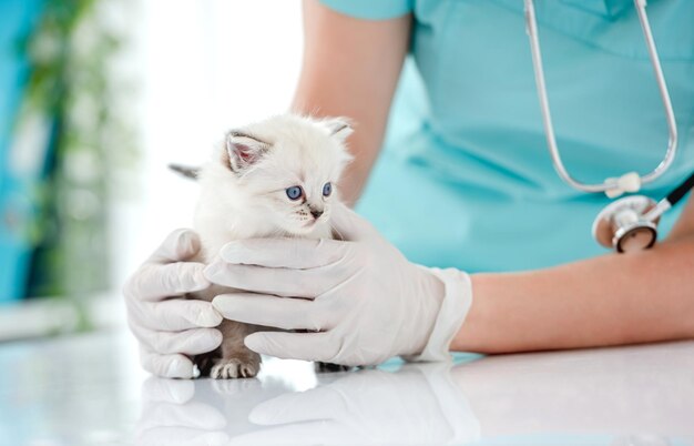 Ragdoll-Kätzchen in der Tierklinik