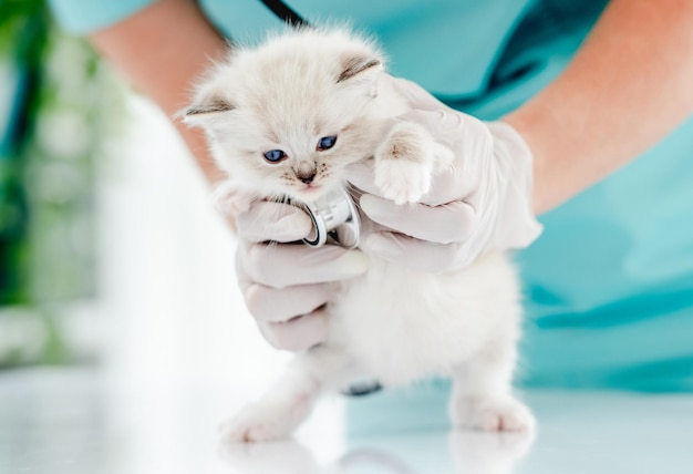 Ragdoll-Kätzchen in der Tierklinik