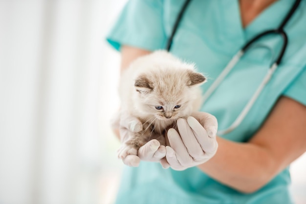 Ragdoll-Kätzchen in der Tierklinik