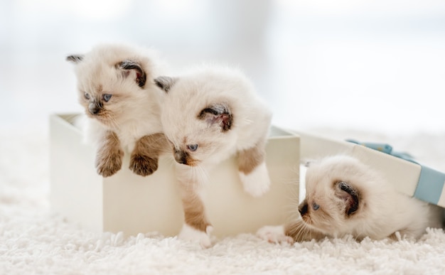 Ragdoll-Kätzchen in einer Geschenkbox im hellen Raum