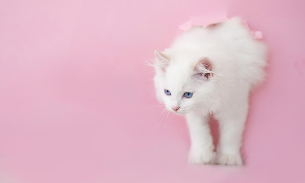 Ragdoll-Katze im Freien