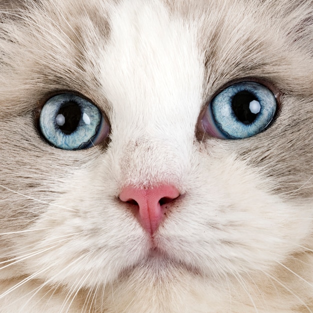 Ragdoll-Katze im Studio