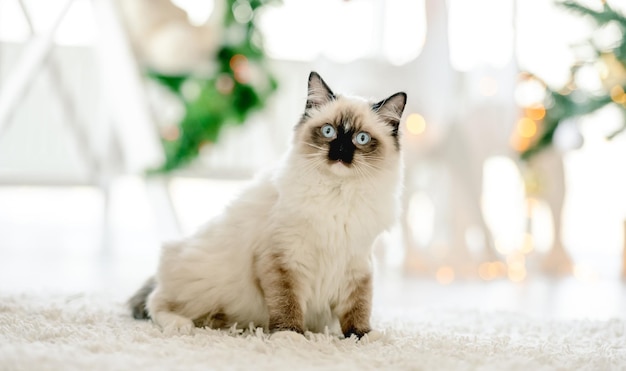 Ragdoll-Katze in der Weihnachtszeit