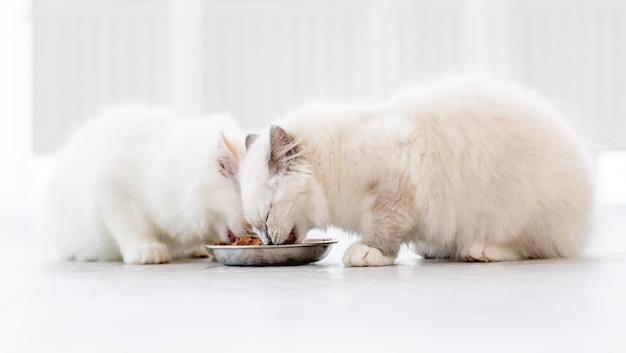 Ragdoll-Katzen im hellen Raum