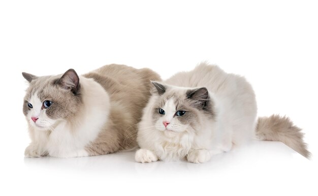 Ragdoll-Katzen im Studio