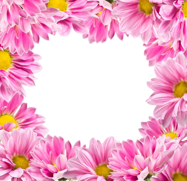 Rahmen aus Blumen von rosa Chrysanthemen auf weißem Hintergrund