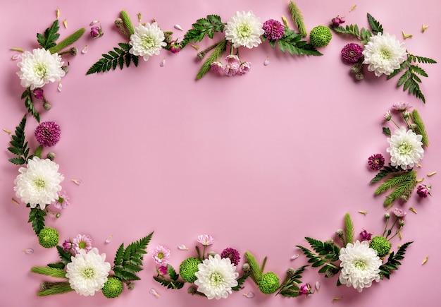 Rahmen aus bunten Blumen Chrysantheme auf pastellrosa Hintergrund isoliert. Blumen Zusammensetzung. Sommerkranz aus Chrysanthemenblüten. Flach liegen.