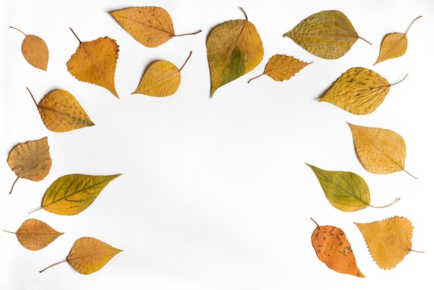 Rahmen aus getrockneten gelben Herbstblättern auf weißem Hintergrund