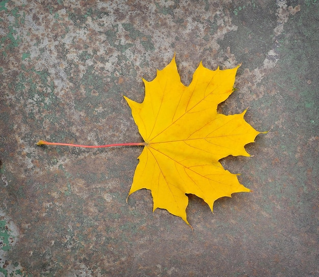 Rahmen aus Herbstblumen und Platz für Ihren Text auf weißem Hintergrund