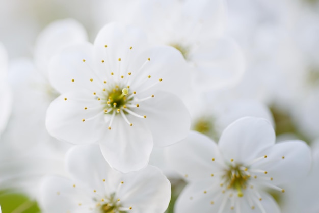 Rahmen aus Kirschblüten