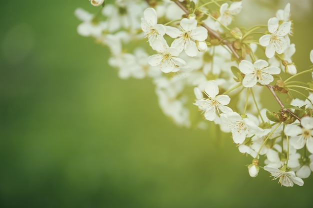 Rahmen aus Kirschblüten