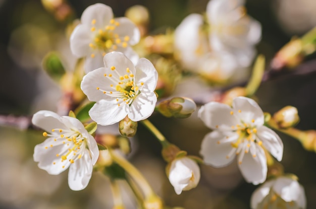 Rahmen aus Kirschblüten