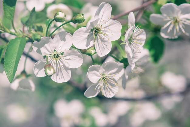 Rahmen aus Kirschblüten