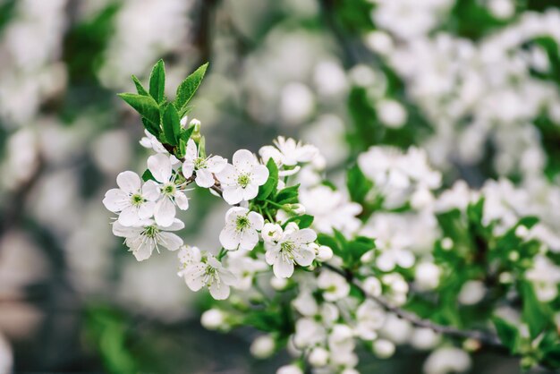 Rahmen aus Kirschblüten