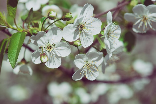 Rahmen aus Kirschblüten