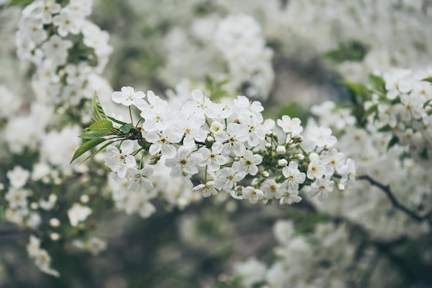 Rahmen aus Kirschblüten