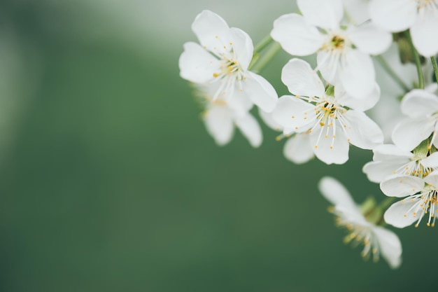 Rahmen aus Kirschblüten