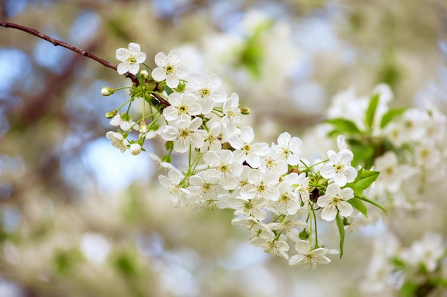 Rahmen aus Kirschblüten