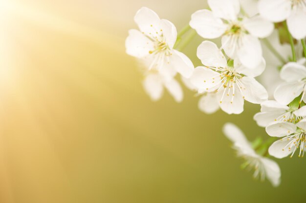 Rahmen aus Kirschblüten