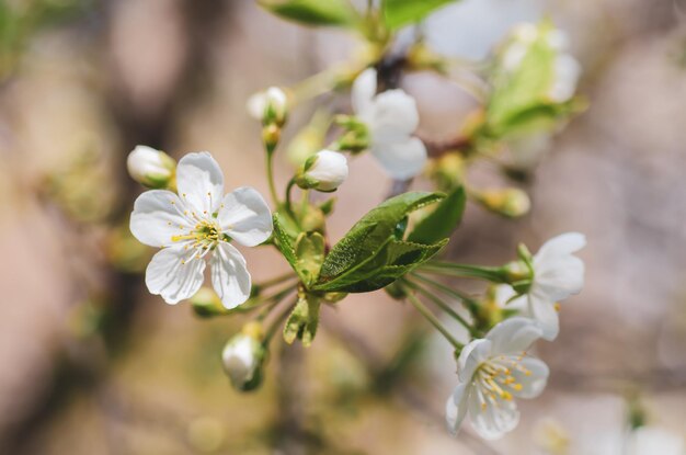 Rahmen aus Kirschblüten