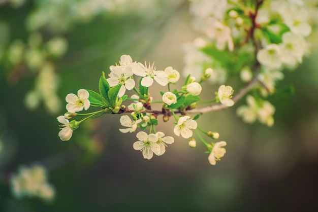 Rahmen aus Kirschblüten