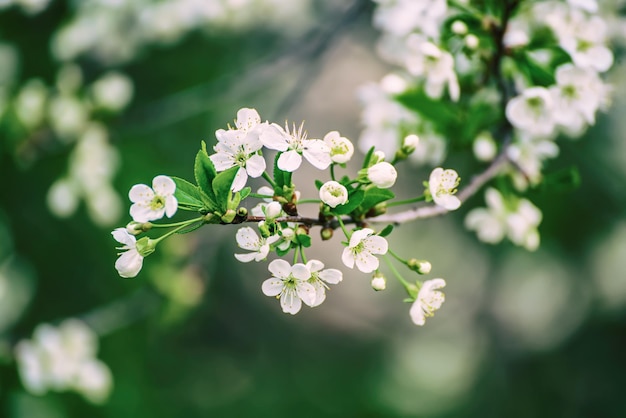 Rahmen aus Kirschblüten