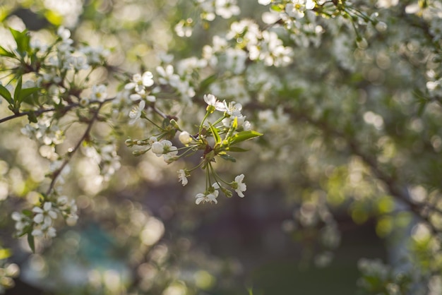 Rahmen aus Kirschblüten