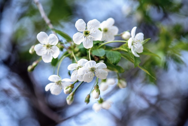 Rahmen aus Kirschblüten